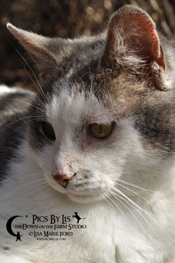 Fiddle the Crocus Gardener