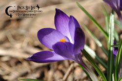 Purple Crocus