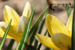 Yellow Crocus